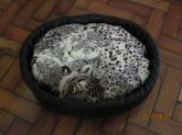 Cama para pet preta com lateral em courino